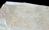 Rare Fossil Reptile Skin Impression - Green River Formation #12265-2
